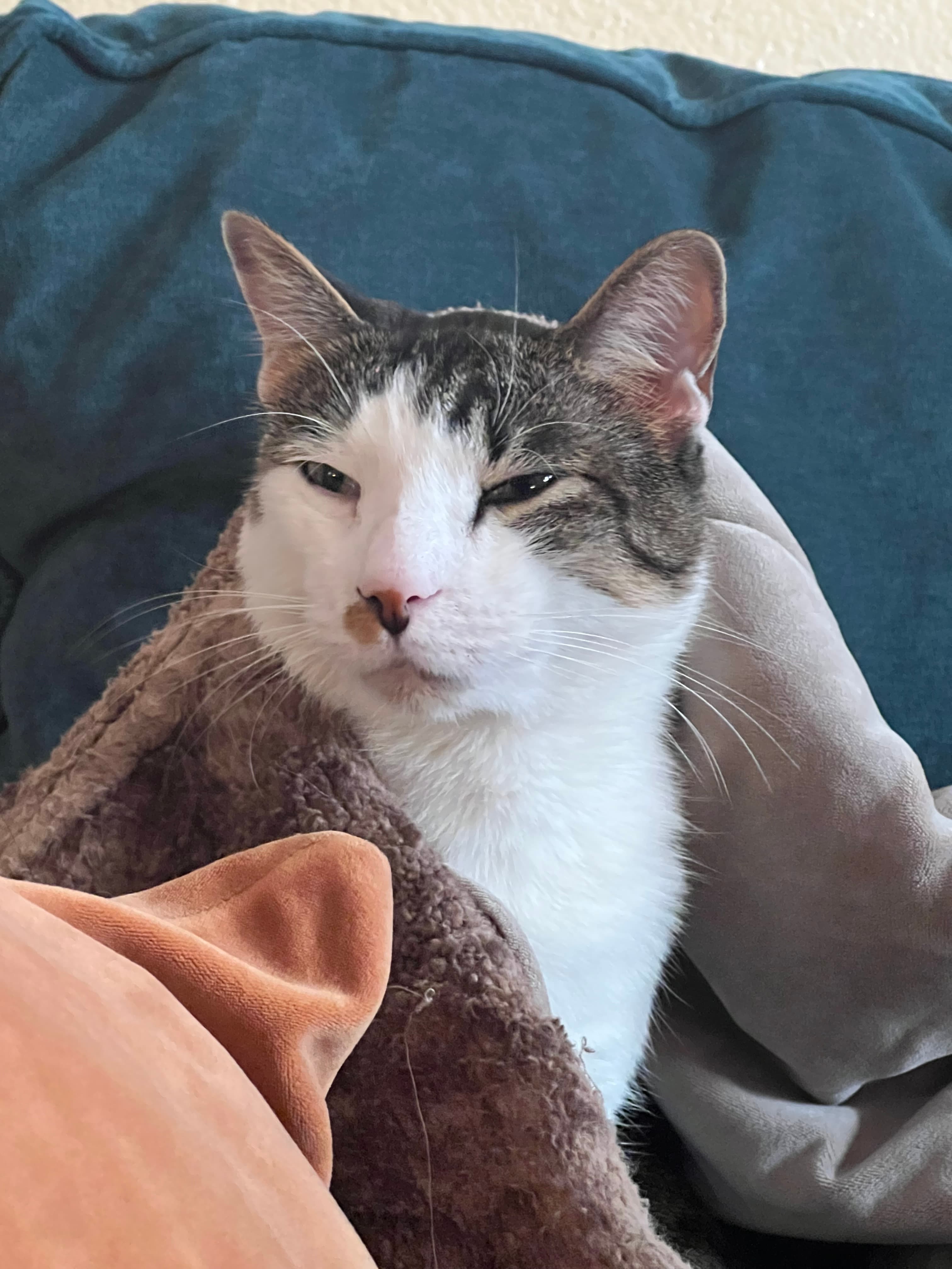 Apparently cats can cry from onions