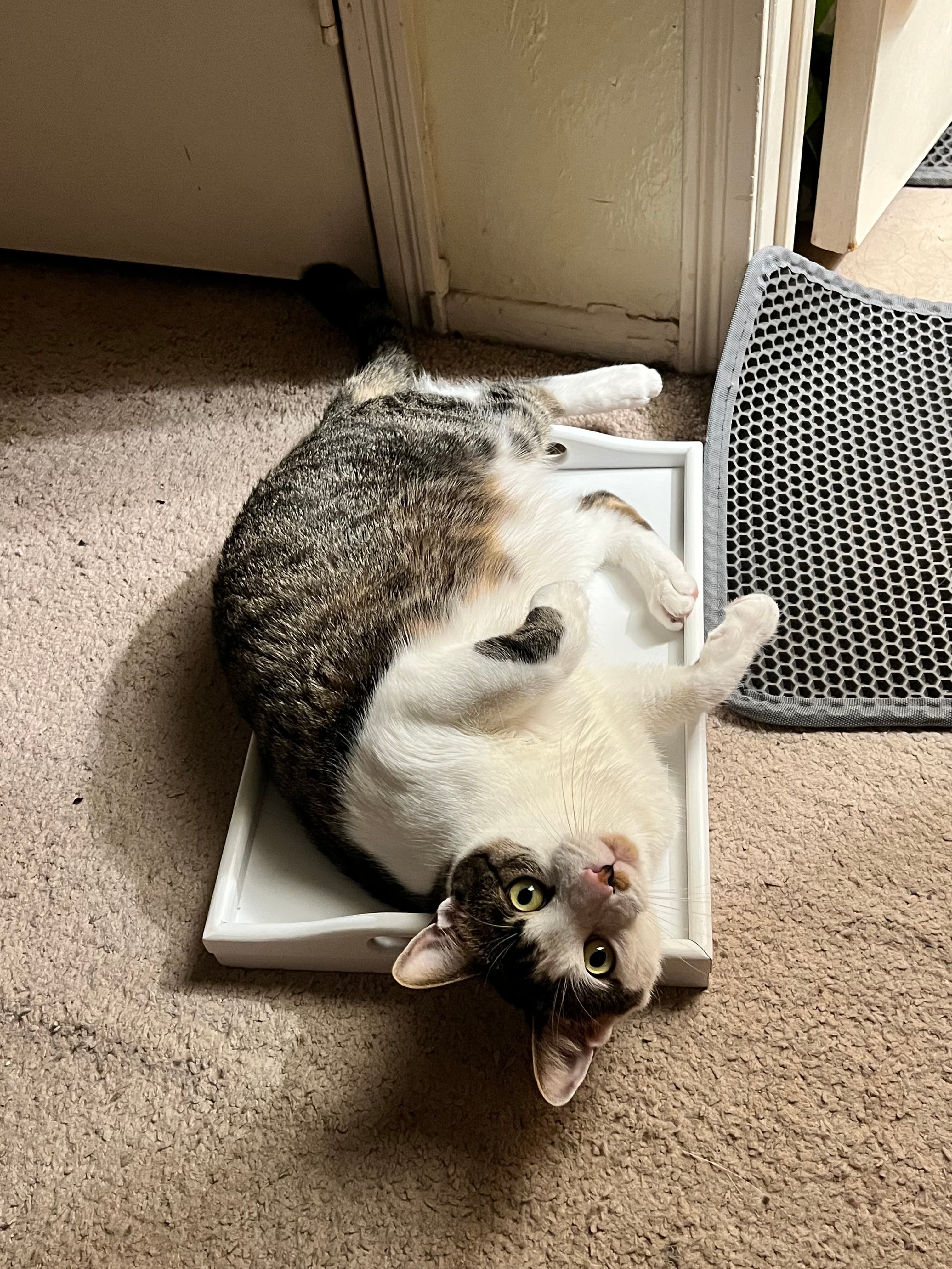 Our adorable cat, Newton